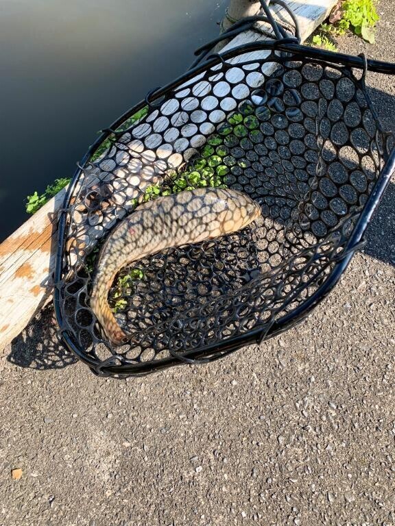 釣り?