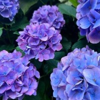紫陽花?