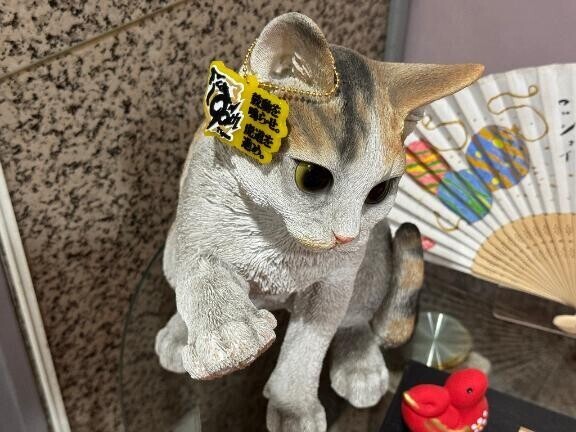 猫しゃん??(=^ェ^=)?