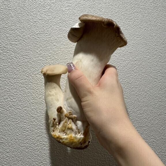 んひー、明日は行きますわよ頑張ります