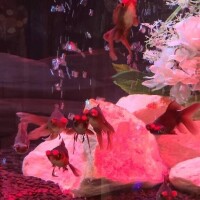 本指様、ありがとうございます??♀?