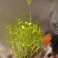 シフト出す、歯医者行ってきた