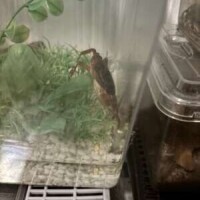 れな