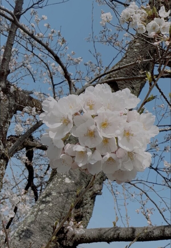 6月突入( ¯﹀¯ )