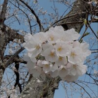 うた