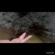 しゅしゅっと参上