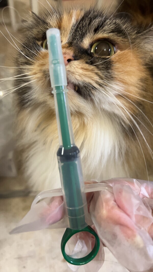 我はすげーアイテムをゲットした💉◝✩˚