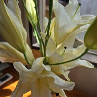 本日からのお花