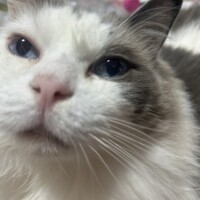 私、失敗しませんので