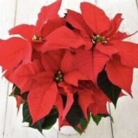 １１月と１２月のお礼♡