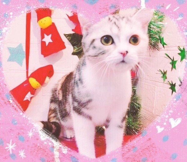 お休みします
