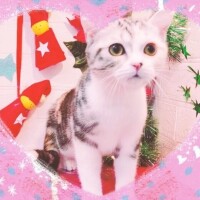 お休みします