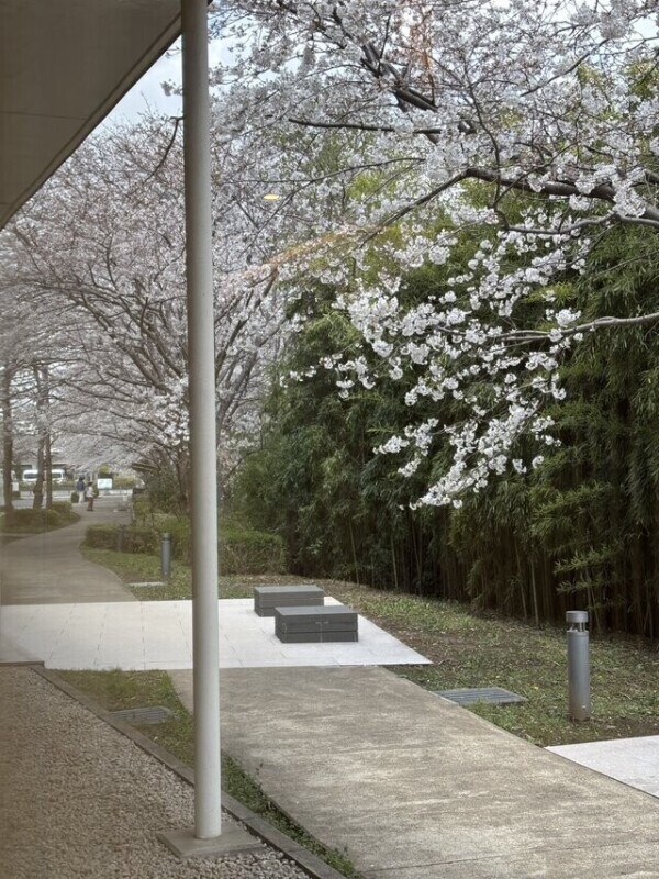 めっちゃレア