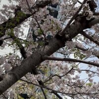 かんな
