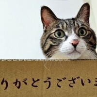 かんな