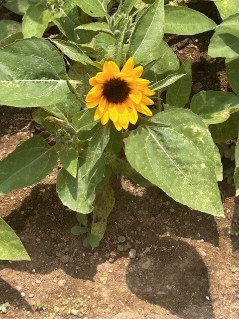 image1.jpeg