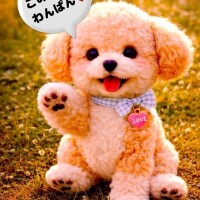 風邪ワン❣️お休みだわん。。くぅーーん💦