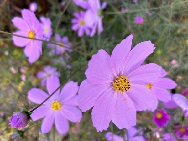 御礼日記☆。.:＊・゜