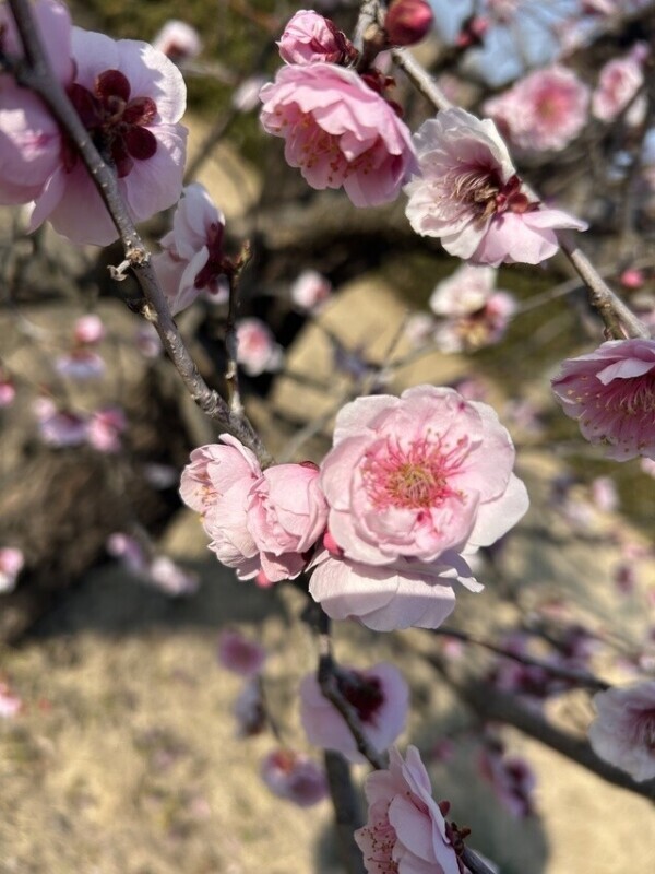 御礼日記☆。.:＊・゜