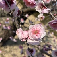 さおり（新人）