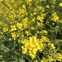 さおり（新人）