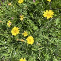 さおり（新人）