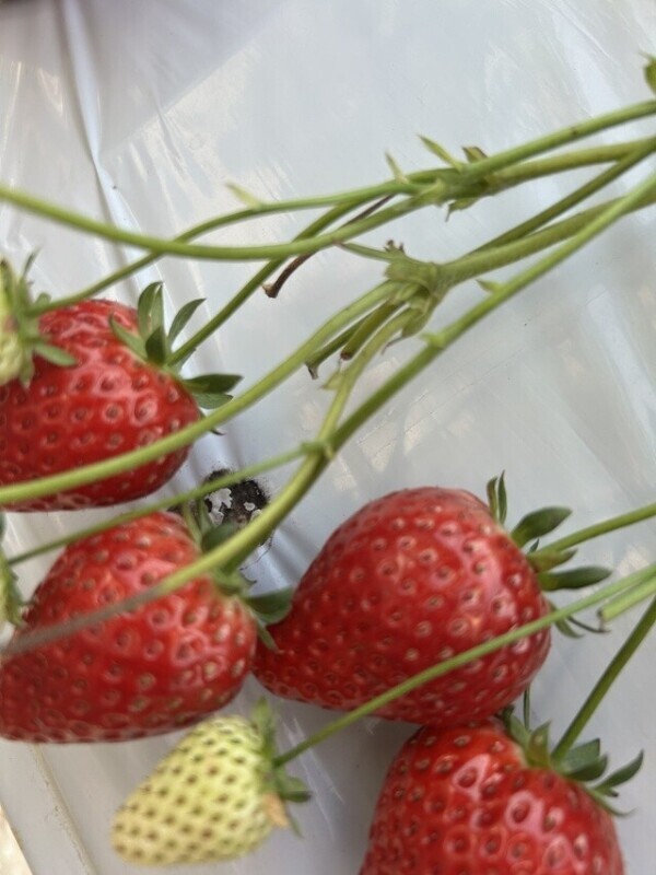 楽しかった♩♬.*ﾟ