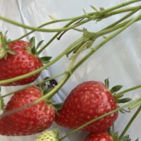 さおり（新人）