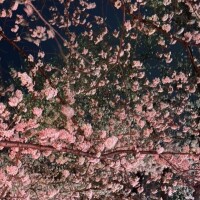 さおり（新人）