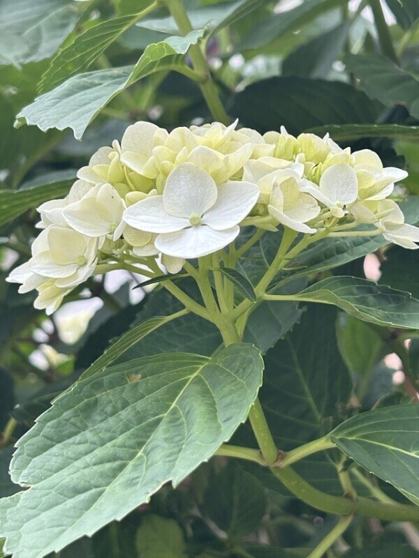 紫陽花✨綺麗😀お礼日記📔
