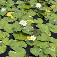さおり（新人）