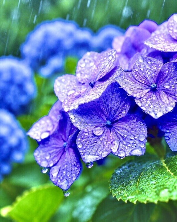 雨☂️お足元お気をつけてね☂️✨