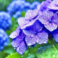 雨☂️お足元お気をつけてね☂️✨