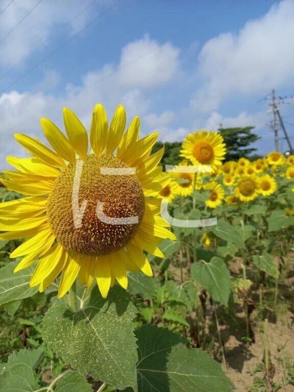 残暑お見舞い☀️🍉🌻