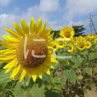 残暑お見舞い☀️🍉🌻
