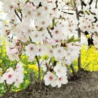 おやすみです。