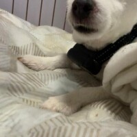 ことね