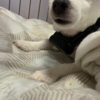 ことね