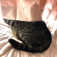 典型的な