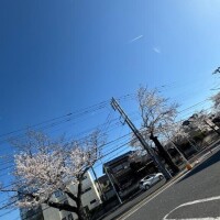 桜満開🌸