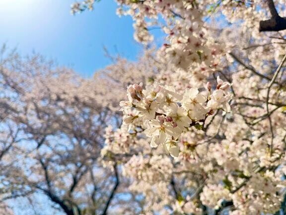 🤧くしゃみと桜🌸