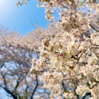 🤧くしゃみと桜🌸