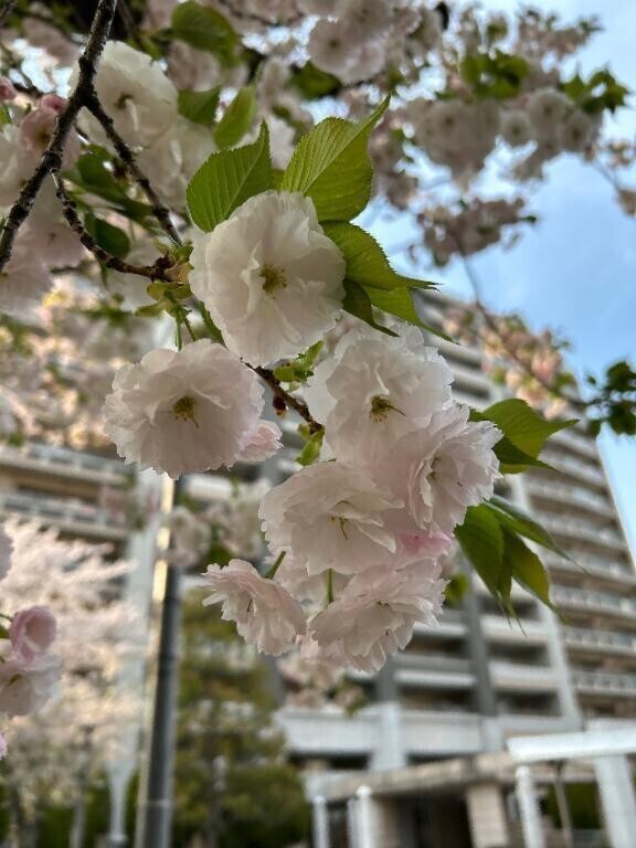 カラスに頭突きされそうになった小さな悲劇