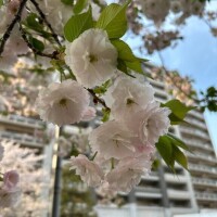 カラスに頭突きされそうになった小さな悲劇