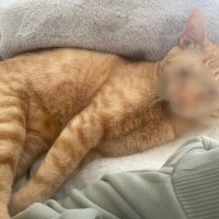 あんず