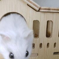 みやび