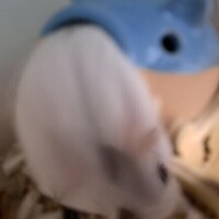 みやび