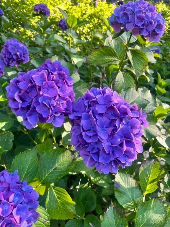 写真では