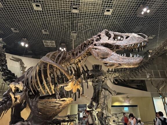 \\ﾃｨﾗﾉｻｳﾙｽｯｯｯ🦖//