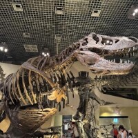 \\ﾃｨﾗﾉｻｳﾙｽｯｯｯ🦖//